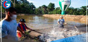 Más de 51 mil familias decidieron apostar por el desarrollo alternativo y sostenible en nueve regiones del país