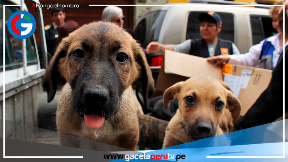 ¿Cómo denunciar casos de maltrato animal en comisarías?