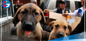 ¿Cómo denunciar casos de maltrato animal en comisarías?