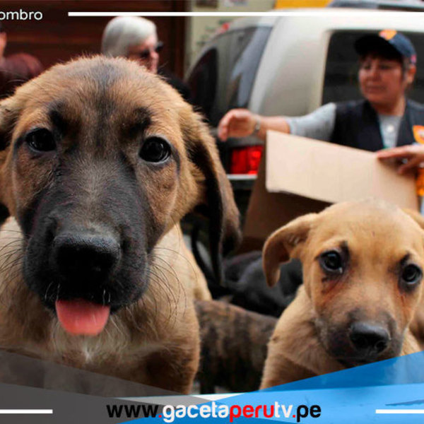 ¿Cómo denunciar casos de maltrato animal en comisarías?