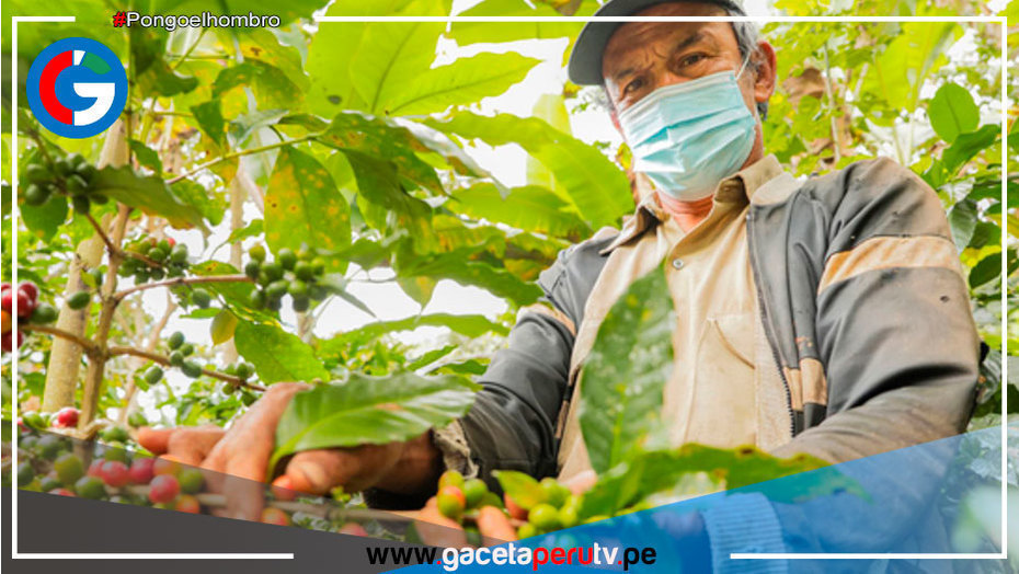 Ruta del Café ofrece nuevas alternativas de turismo vivencial