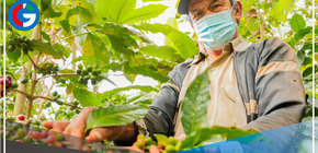 Ruta del Café ofrece nuevas alternativas de turismo vivencial