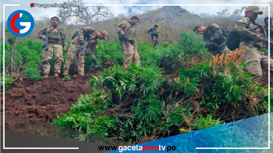 Fuerzas del orden destruyen 200,000 plantaciones de marihuana en Ayacucho