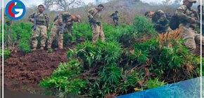 Fuerzas del orden destruyen 200,000 plantaciones de marihuana en Ayacucho