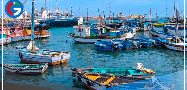 Proponen industrializar la pota para consumo masivo en Ilo 