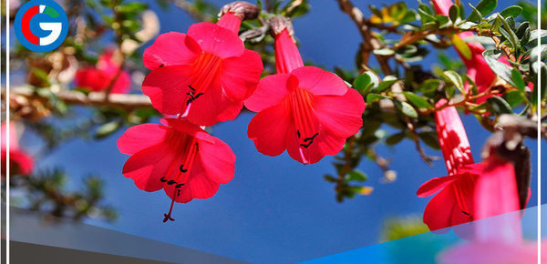 ¿Conoces cuál es la flor nacional del Perú? 