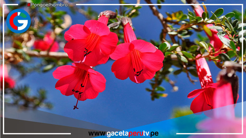 ¿Conoces cuál es la flor nacional del Perú?
