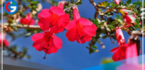 ¿Conoces cuál es la flor nacional del Perú? 