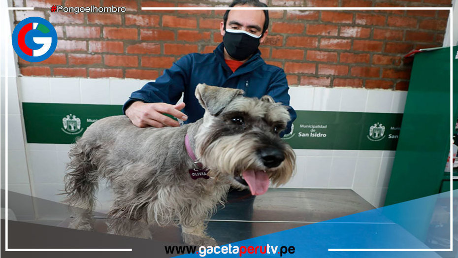 Municipalidad de San Isidro inicia colocación de microchips en canes y gatos