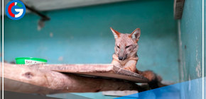  Las aventuras de Run Run traspasan fronteras y dan la vuelta al mundo