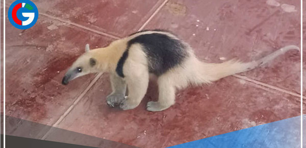 Rescatan oso hormiguero de vivienda de vecina de La Victoria en Chiclayo