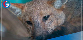 Conoce la problemática y riesgos del tráfico ilícito de fauna silvestre 