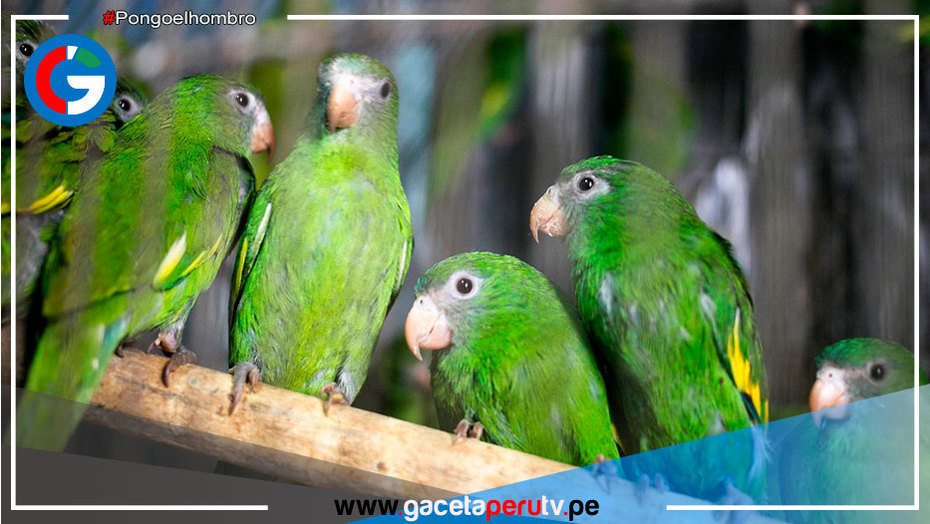 Serfor advierte que tener loros en casa también es ilegal
