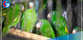 Serfor advierte que tener loros en casa también es ilegal 