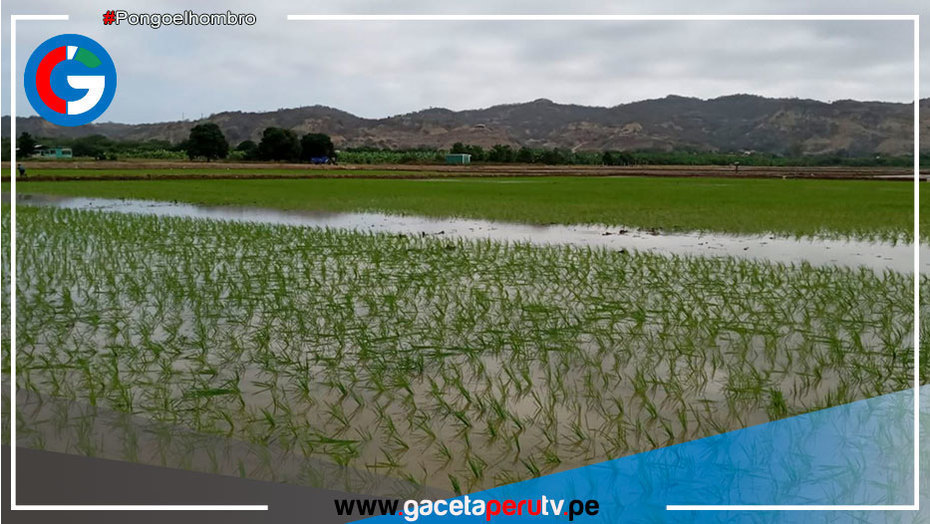 España: Proponen modificar genéticamente el arroz para adaptarlo a cambio climático