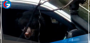 Conoce al rey del bosque de la Reserva Ecológica Chaparrí 