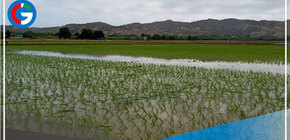 España: Proponen modificar genéticamente el arroz para adaptarlo a cambio climático