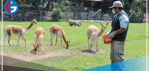 Parque de las Leyendas organizó actividades por el Día Nacional de la Vicuña