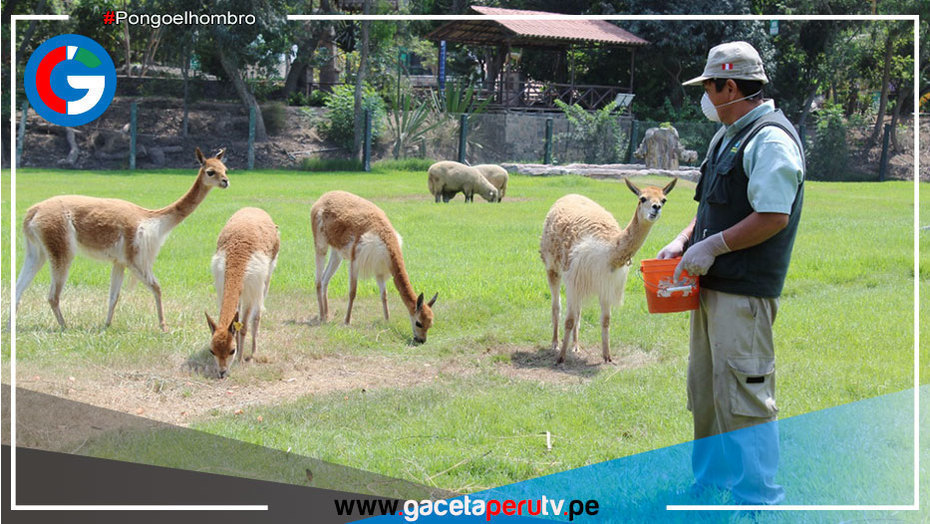Parque de las Leyendas organizó actividades por el Día Nacional de la Vicuña