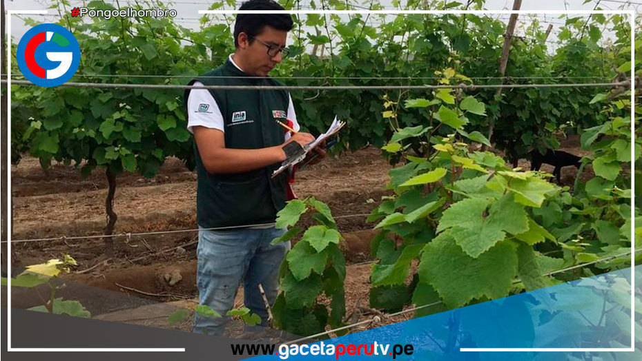 Científicos buscan desarrollar variedad de vid de alta calidad y resistente a plagas en Ica