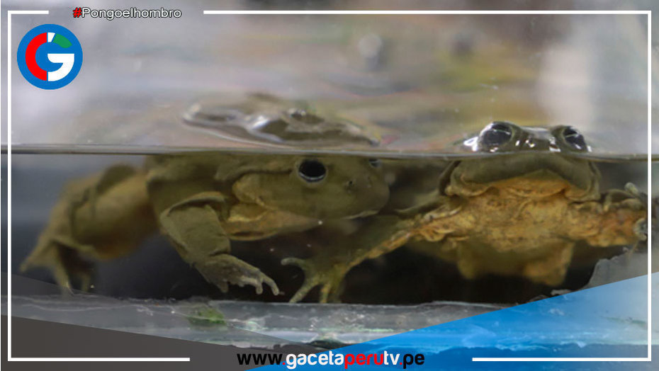 Decomisan ranas y sapos con los que elaboraban batidos en mercado de Huaycán