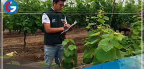 Científicos buscan desarrollar variedad de vid de alta calidad y resistente a plagas en Ica