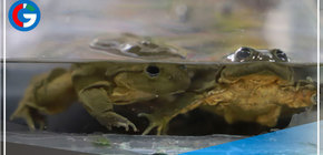 Decomisan ranas y sapos con los que elaboraban batidos en mercado de Huaycán