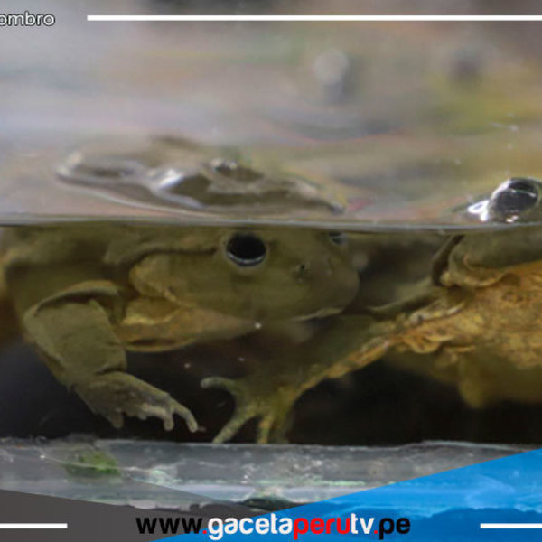 Decomisan ranas y sapos con los que elaboraban batidos en mercado de Huaycán