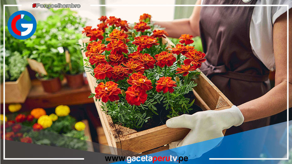 Inacal establece estándares para impulsar la producción y comercialización de flores y plantas ornamentales