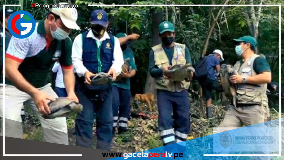 Ministerio Público: Rescatan este año 766 animales silvestres