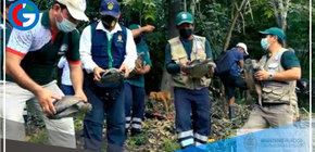 Ministerio Público: Rescatan este año 766 animales silvestres 