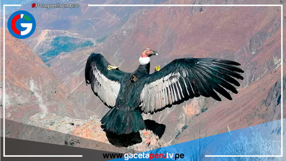 Cóndor andino que vuelve a surcar el cañón del Colca, su hábitat natural