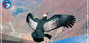 Cóndor andino que vuelve a surcar el cañón del Colca, su hábitat natural 