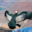 Cóndor andino que vuelve a surcar el cañón del Colca, su hábitat natural 