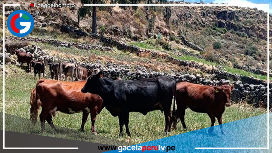 INIA instalará núcleo genético de ganado vacuno en comunidad La Calera de Arequipa