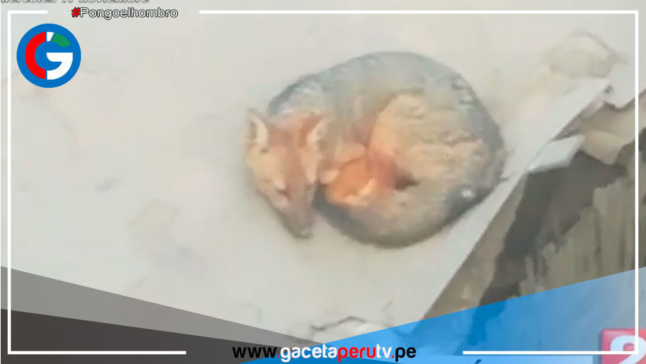 Zorro genera temor en vecinos de Comas