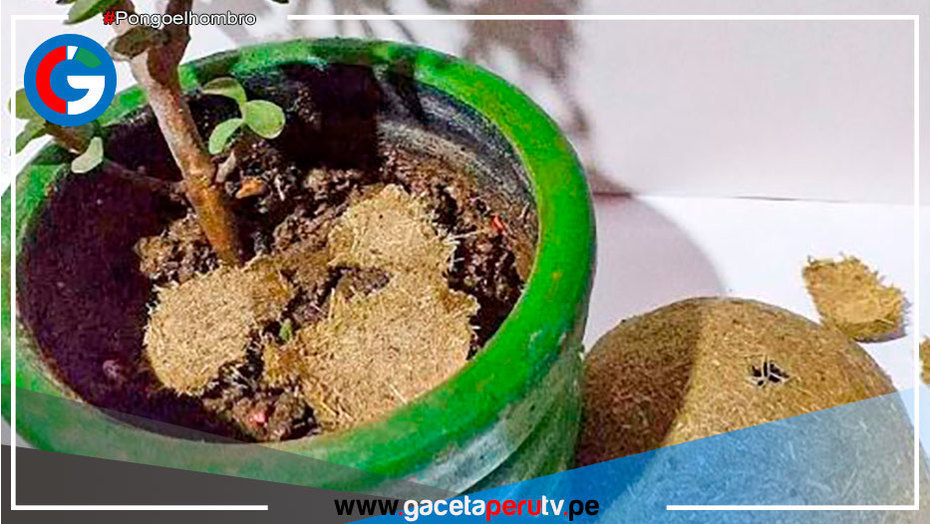 Pacuy: Estudiantes producen abono orgánico a base de estiércol de cuy y panca de choclo