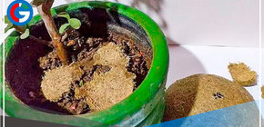 Pacuy: Estudiantes producen abono orgánico a base de estiércol de cuy y panca de choclo