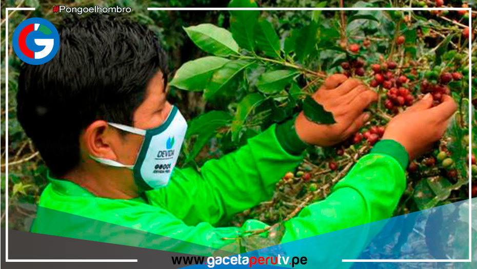 Devida destina S/ 4.6 millones para cultivos alternativos en San Juan del Oro