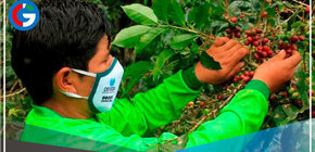 Devida destina S/ 4.6 millones para cultivos alternativos en San Juan del Oro