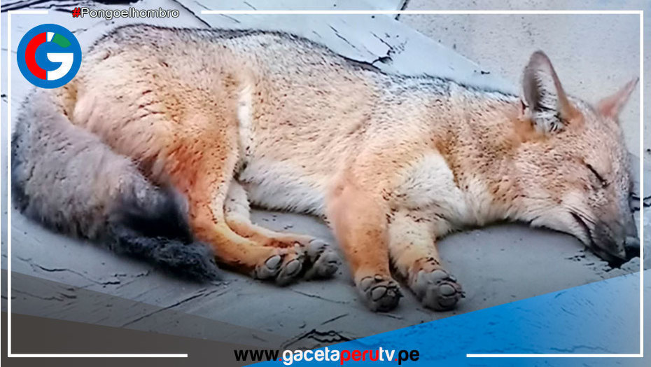 Confirman captura de zorrito Run Run y permanecerá en observación