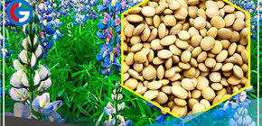 Estudian propiedades del Tarwi para conservar bienes arqueológicos 