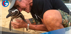 El pingüino que enseñó al mundo el valor del agradecimiento y la lealtad