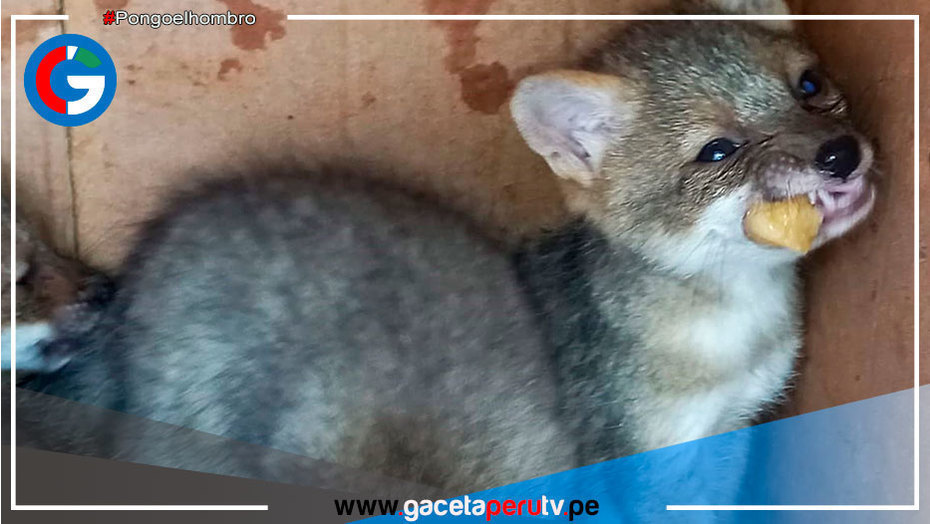 Serfor rescata 5 cachorros de zorro costeño en Chiclayo