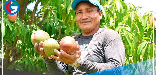Lambayeque: El mango se posiciona como principal producto de la agricultura familiar