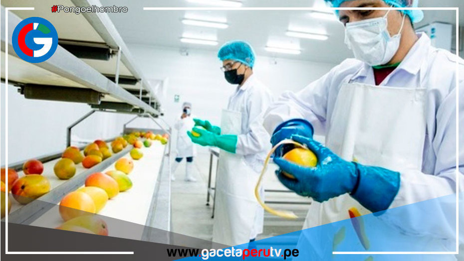 Piura: Agricultores de Chulucanas podrán exportar mango congelado en cubos