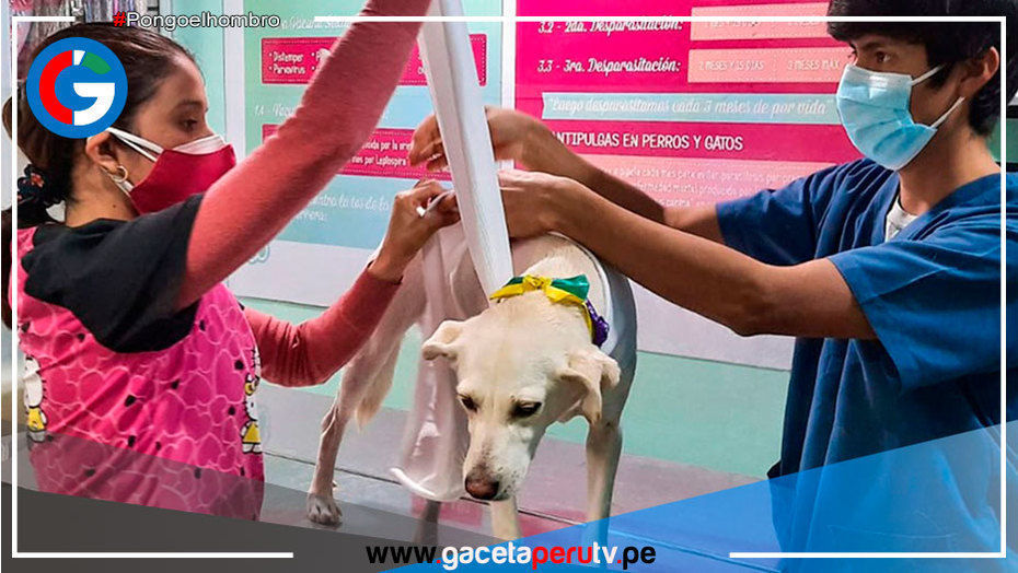5 consejos para evitar que su mascota sufra ante juegos pirotécnicos
