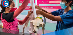 5 consejos para evitar que su mascota sufra ante juegos pirotécnicos