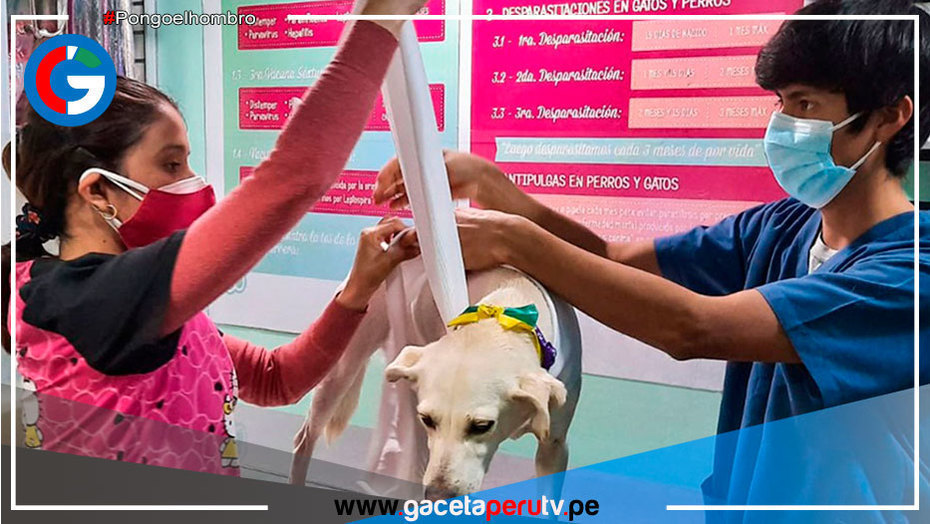 Cinco consejos para evitar que su mascota sufra por pirotécnicos