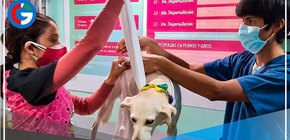 Cinco consejos para evitar que su mascota sufra por pirotécnicos 